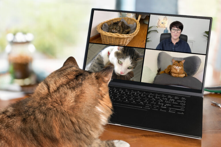 Unser Online-Cubtreffen - der virtuelle Katzen-Kaffeeklatsch