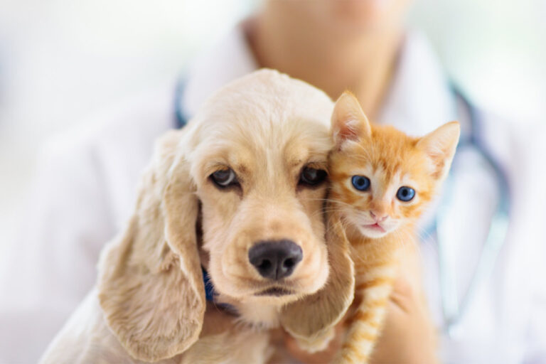 Erste Hilfe Hund & Katze
