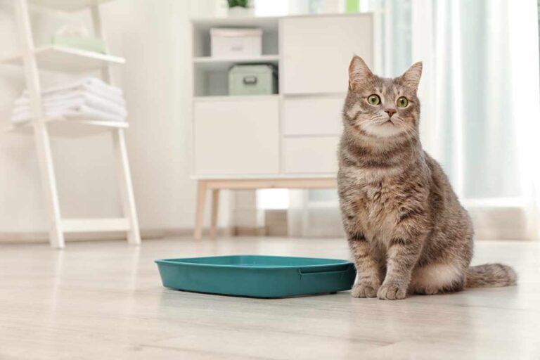 SOS Katzentoilette - für ein sauberes Zuhause ohne Katzenurin Geruch