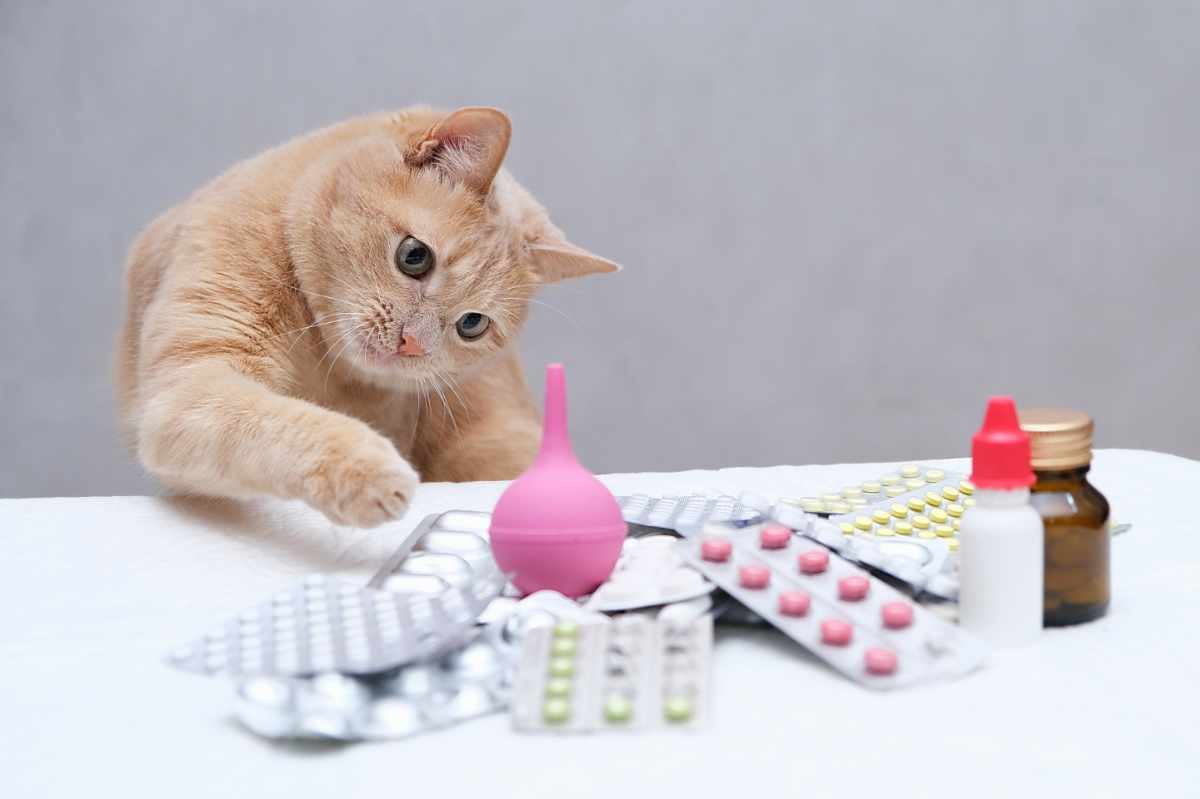 Katzen Medikamente geben