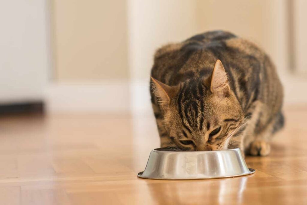 Ernhrung der (alten) Katze - Pet-Competence-CLUB
